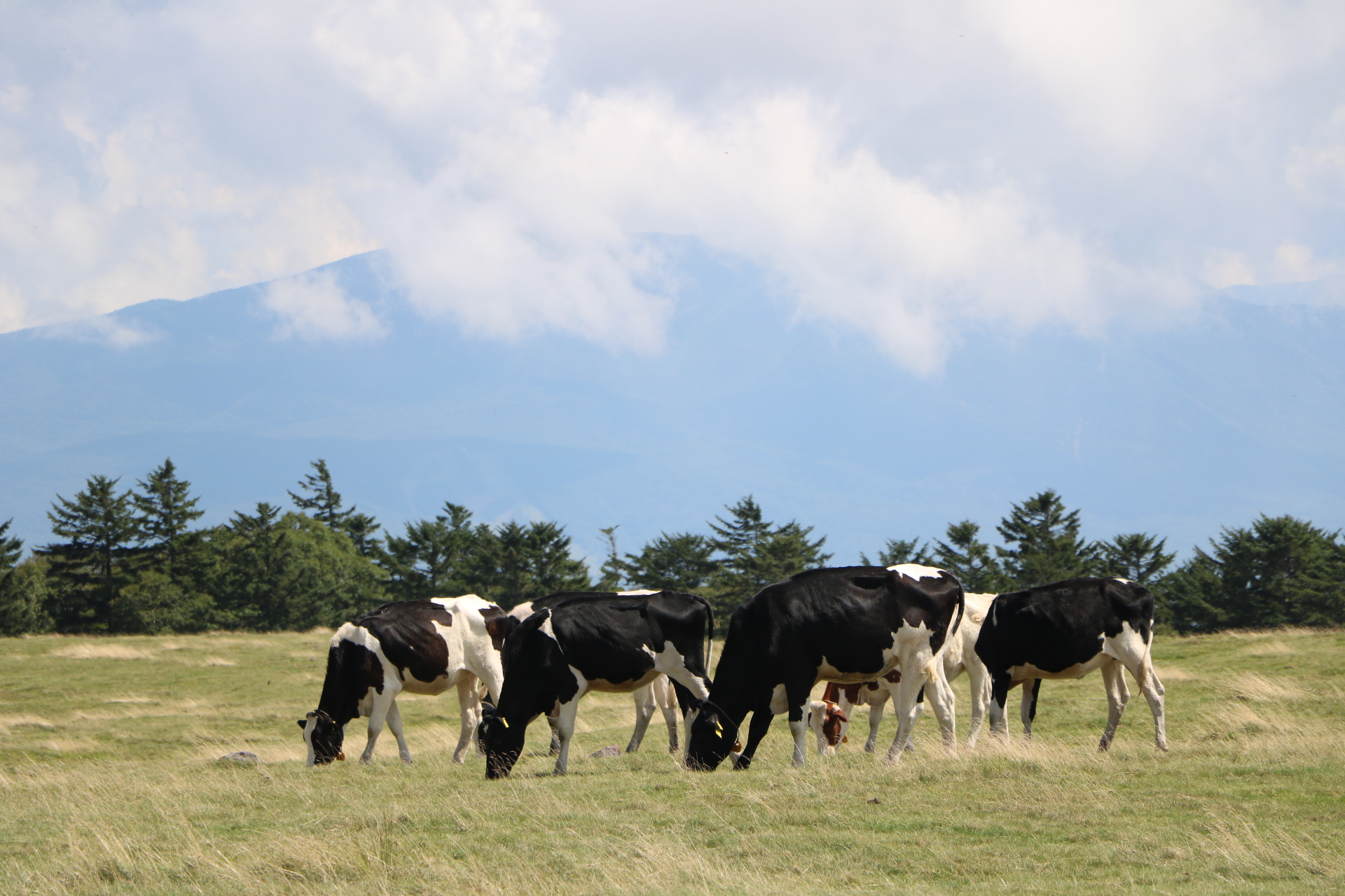 あけましておめでとうございます