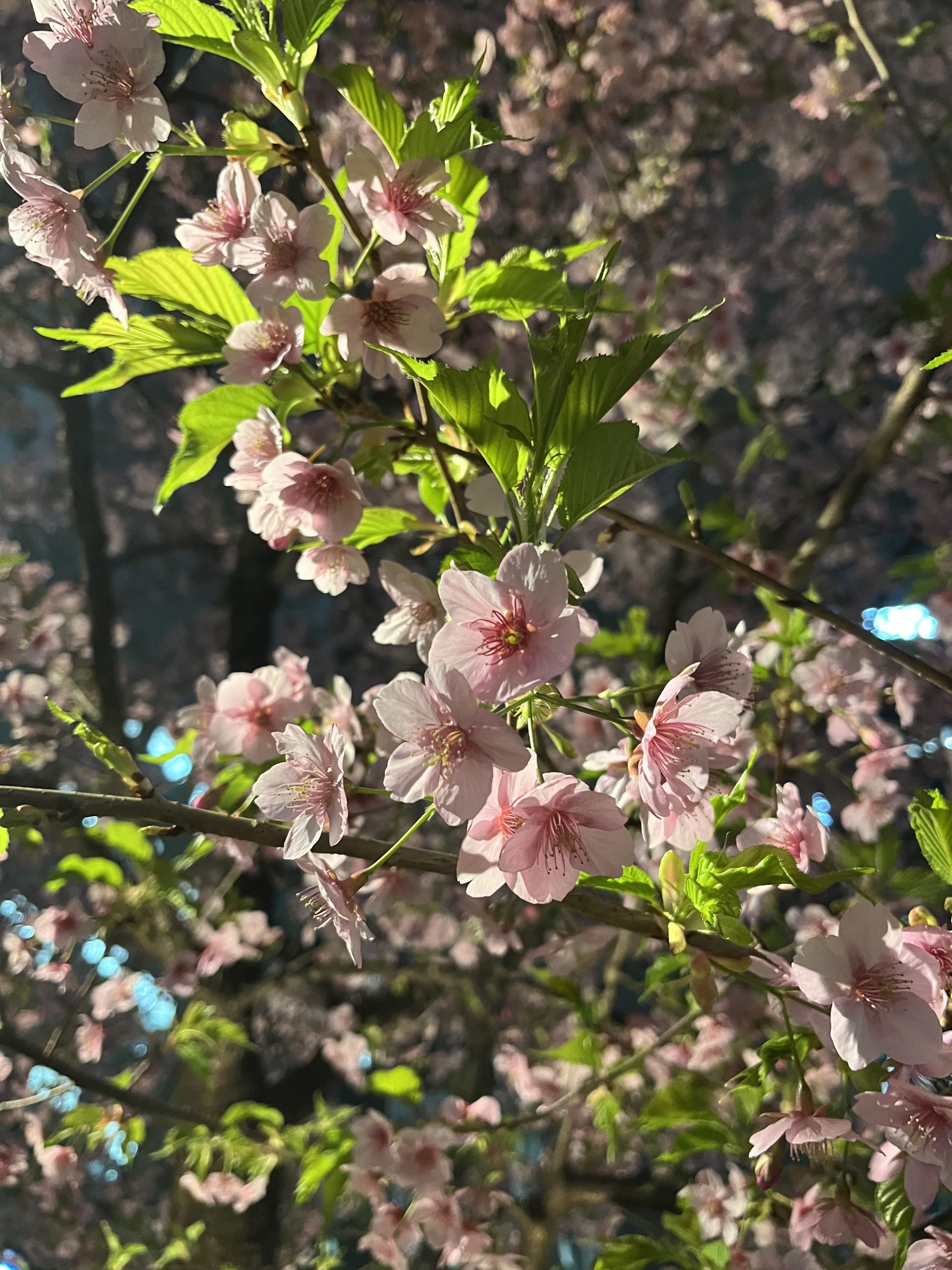 27卒オープン・カンパニーブログ最終回!